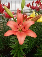 [4073 Colares VH No02.JPG]